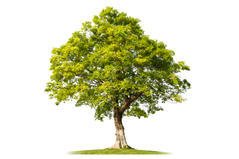 EUDR, EU Deforestation Regulation, EU-Entwaldungsverordnung