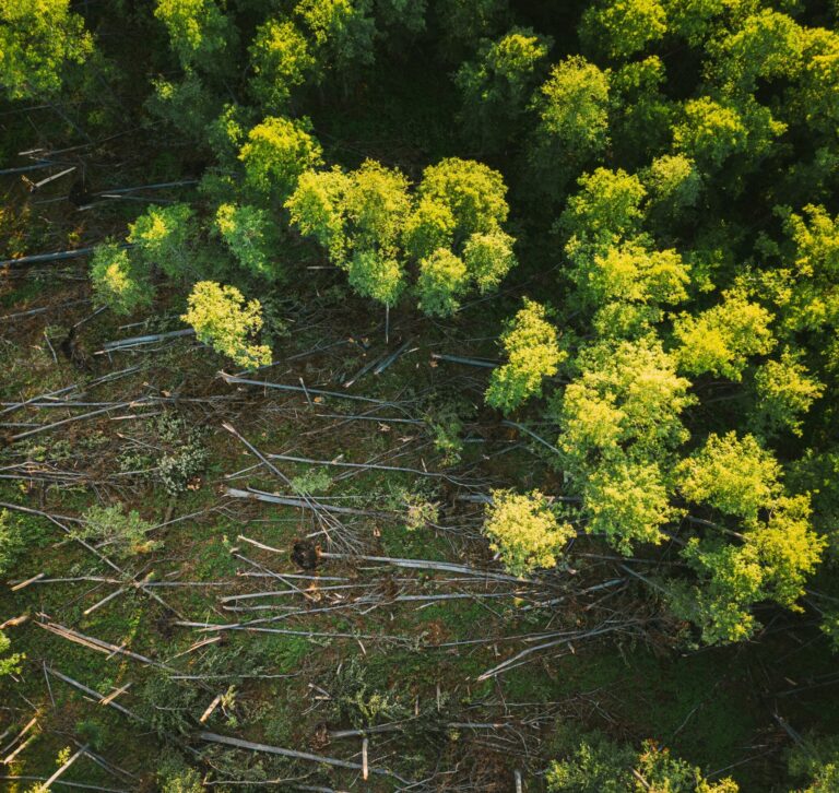 EUDR, Deforestation, Entwaldung, European Deforestation Regulation