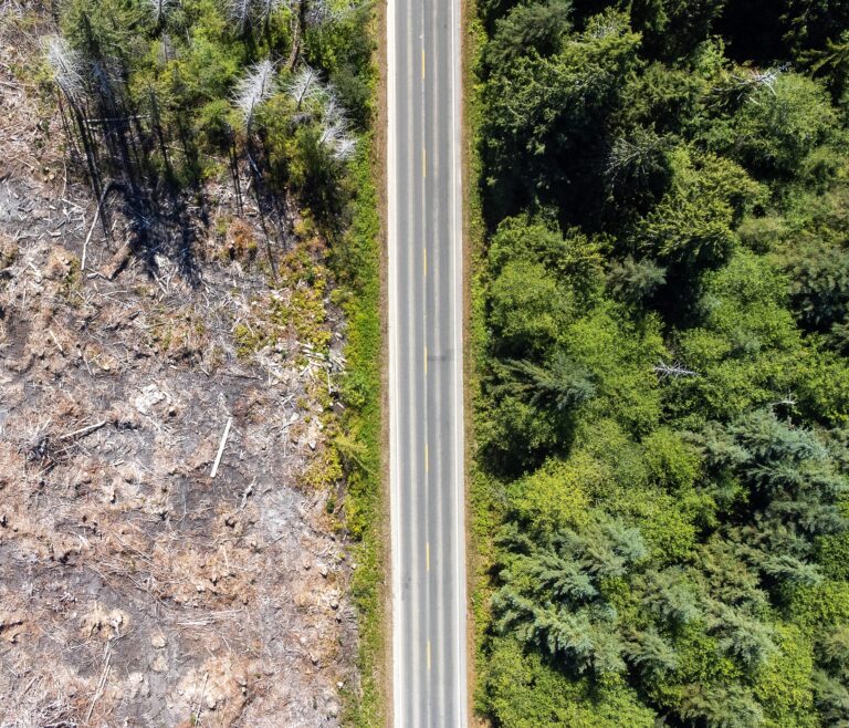 EUDR, EU Deforestation Regulation, EU-Entwaldungsverordnung